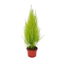 Cupressus Çamı Gold Creast Limoni Servi 30 40 Cm