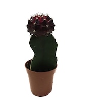 Gymnocalycium Mihanovichii 'Burgundy' (Kaktüs) Ø5,5 CM Y0-10 CM