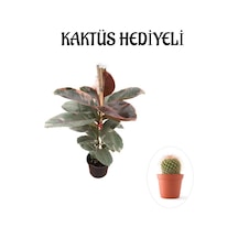Pembe Renk Alacalı Kauçuk Bitkisi Sevgililer Gününe Özel Kaktüs Hediyeli