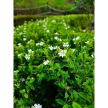 Serada Decor Plant Kufeya Cennet Çiçeği Beyaz - Mor Set Cuphea Hyssopifolia 20-30cm Mix Ürün