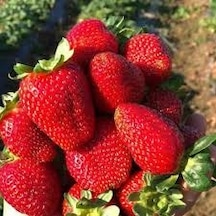 30 Adet Tohum Nadir İthal Organik Amerikan Çileği Tohumu Hediye T