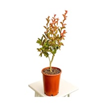 Oya Ağacı Beyaz Renk 1 Adet Saksılı/tüplü 30-50cm Dış Mekan Bitkisi