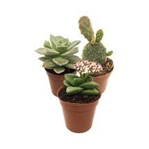 Sukulent Kaktüs Set 3 Adet Mini Saksılı 003