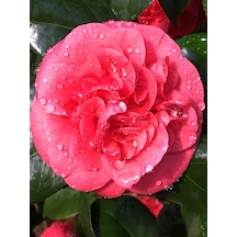Kamelya Çiçeği - Camelia Japonica Kırmızı