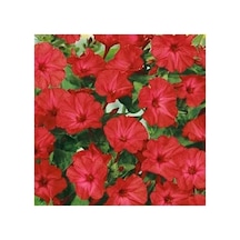 20 Adet Bright Red Akşam Sefası Çiçeği Tohumu