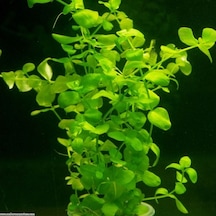 Bacopa Australis 1 Buket