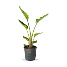 Starliçe Mini Boy 15-30cm Saksılı Ofis Salon Çiçeği Cennet Kuşu Çiçeği