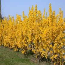 Forsythia İntermedia Soğuklara Dayanıklı Sarı Çiçek Açan Altın Çanı Fidanı 70-120 Cm