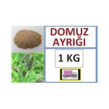 Domuz Ayrığı Tohumu 1 KG Ayrık Otu Tohumu Dactylis Glomerata