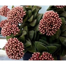 Crassula Springtime Katmer Çiçekli Sukulent 5.5cm Saksıda