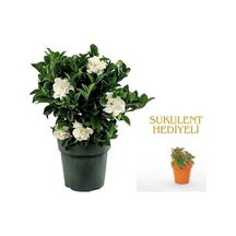 Videolu 1 Adet Anneler Gününe Özel Gardenya Çiçeği 20-30cm Saksılı Sukulent Hediye Gardenia