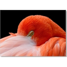 Cakasepetim Amerikan Flamingosu Siyah Arka Plan Ahşap Mdf Tablo