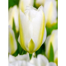İthal Lale Soğanı White Purissima