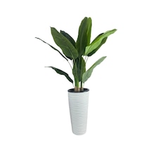 Yapay Starliçe Muz Ağacı Beyaz Kumsal Vazoda Muz Ağacı Yapay Starliçe 150cm 12 Yaprak