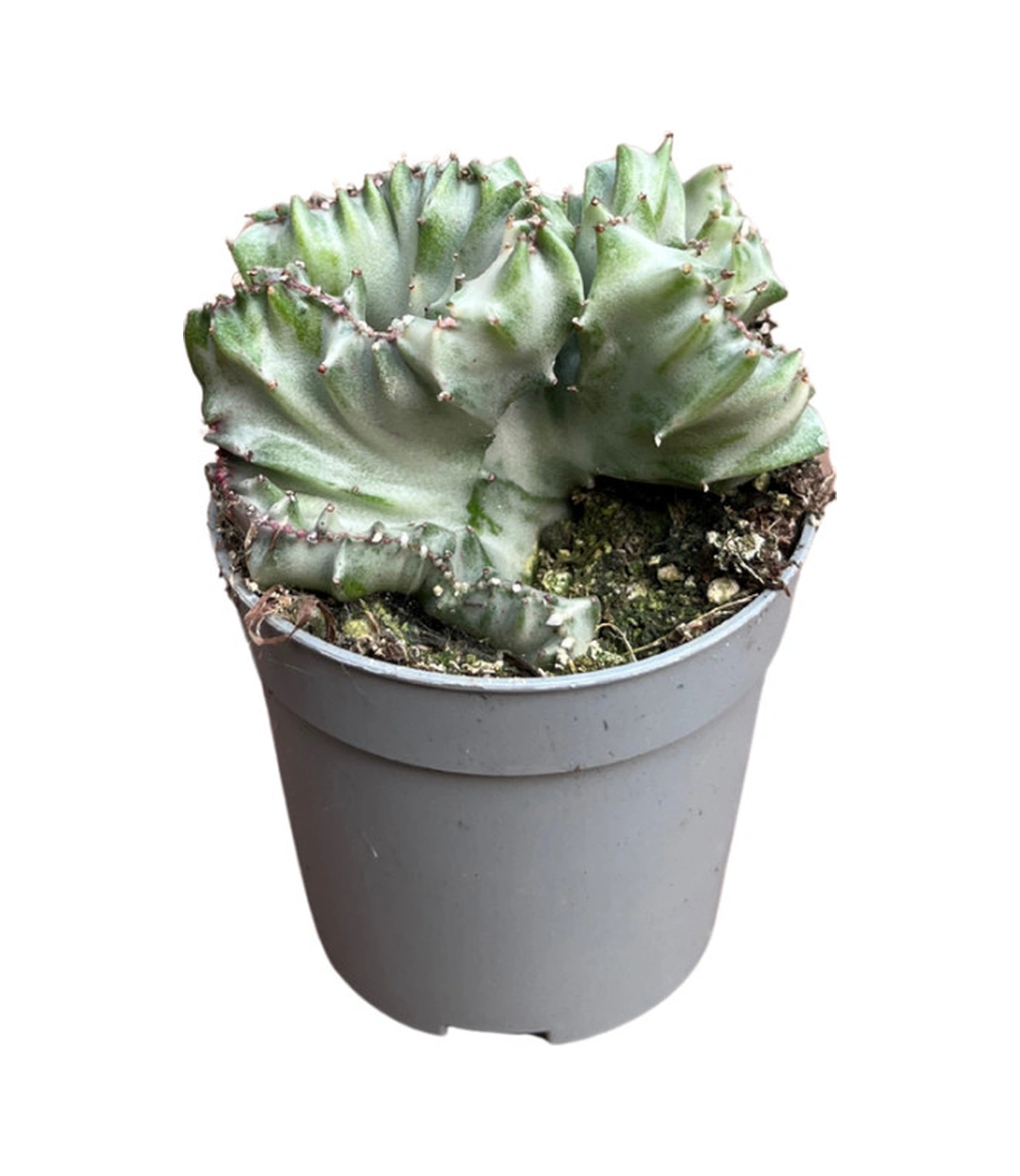 Euphorbia Lactea 'Cristata' (Kaktüs) Ø5,5 CM Y0-10 CM