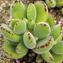 Serada Decor Plant Cotyledon Tomentosa Sukulent Bitki Ayı Pençesi