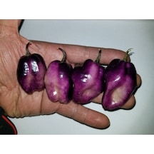 10 Adet Purple Jolokia Peach Biber Tohumu
