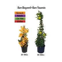Çok Avantajlı Sarı Begonvil Çiçeği Fidanı+sarı Yasemin Fidanı 2'li Bahçe Peyzaj Seti