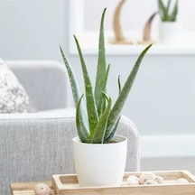Çok Avantajlı Bol Yavrulu Aloe Vera Bitkisi 40-60 Cm