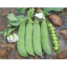 Bezelye Tohumu - Aksel 10 Gr