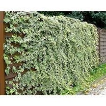 5 Adet Tohum Nadir Yaz Kış Solmayan Yeşil Sarmaşık Tohumu