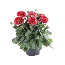 Dahlia Çiçeği Tohumu Ekim Seti 5 Tohum + Saksı+Toprak+