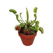 Dashing Look Venus Fly Trap Tohumu 5 Adet Tohum Etçil Bitki Etobur Bitki Sinek Kapan Th-thmcmthm172
