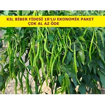 Kıl Biber Fidesi Ekonomik 10 Adet Kıl Biber Çitili Fidesi