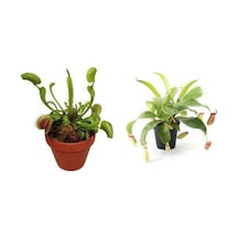 Venus Fly Trap Nepentes Etobur Tohumu Sinek Kapan Tohumu Ekim Seti 10 Tohum Saksı Toprak Kombin