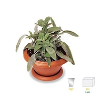 Kokulu Şalba Fidanı Salvia Adaçayı 15-25 Cm