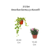 2'li Set Alacalı Hedera Helix Sarmaşığı Pembe Karanfil Fidanı Dış Mekan Bitkisi