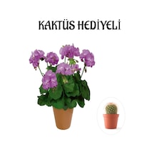 Çok Avantajlı Hediyelik Mor Renk Sardunya Fidanı Sevgililer Gününe Özel Kaktüs Hediyeli