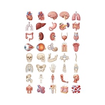 Anatomi Sticker Seti Dijital İllüstrasyon 40 Adet Organ İskelet Tıp Öğrencisi Ajanda Çıkartma Çok Renkli