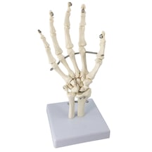 El Eklemi Modeli, Ulna Ve Radius Parçalarıyla Birlikte, Gerçek Boyutlu - El Eklemi Maket 01
