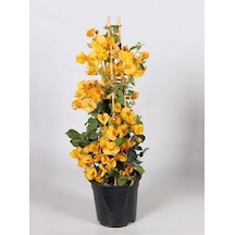 Sarı Begonvil 40 60 Cm 1 Adet Saksılı Çiçekli Iç/ Dış Mekan Bitkisi Bougainvillea