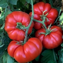 10+ Adet Geleneksel Marmande Biftek Domates Tohumu Erkenci Tür