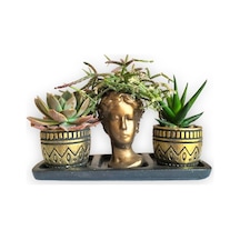 Haworthia & Echeveria & Rhipsalis 3'lü Sukulent Seti | Helen Gold Serisi
