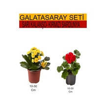 2'li Sarı Kalanşo+ Kırmızı Sardunya