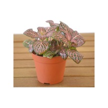 Yeşil Pembe Fittonia Çiçeği Fidanı 10-20 Cm