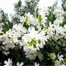 Beyaz Zakkum Çiçeği 40-70 Cm Saksılı Çiçekli Bodur Bitkiler White Oleander