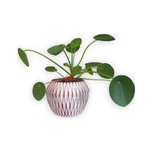 Çin Para Bitkisi | Mini Pilea | Pembe Saksıda
