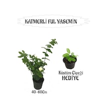 Mis Kokulu Katmerli Ful Yasemin 1 Adet+tül Kuşkonmaz Çiçeği Hediyeli