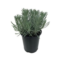 Lavanta Fidanı 1 Adet 10-20 Cm