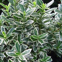 10 Adet Gümüş Taflan. Saksıda. Euonymus Japonicus Silver King