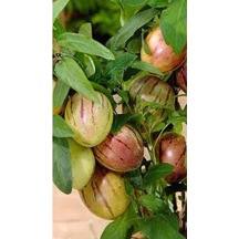 Videolu 1 Adet Özel Pepino Fidesi 10-25 Cm Tüplü Iç Mekan Bitkileri Solanum Muricatum