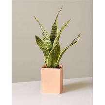 Çok Avantajlı Sansevieria Laurentii Superba Bodur Paşa Kılıcı Kılıç Çiçeği Diğer