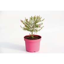 Cennet Çiçeği 3 Adet - Pembe Saksıda