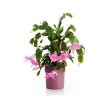 Videolu Pembe Yılbaşı Çiçeği Kaktüs 1 Adet Saksılı 10-20cm Iç Mekan Bitkisi Schlumbergera Purple