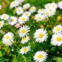 50 Adet Tohum Organik Hobi Bahçe Beyaz Papatya Çiçeği Tohumu Saks