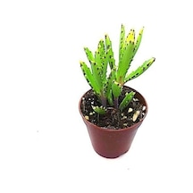 Aşkın Gözyaşı Çiçeği Fidanı Yeşil 10-20 Cm
